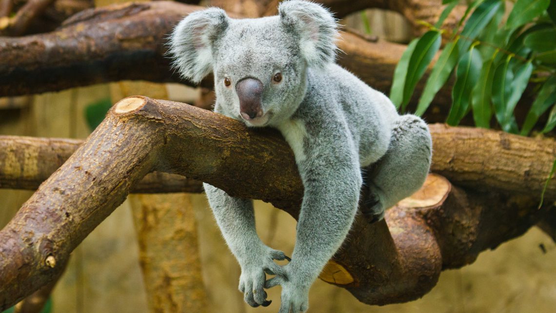 Koala et ASL Airlines main dans la main pour les voyageurs