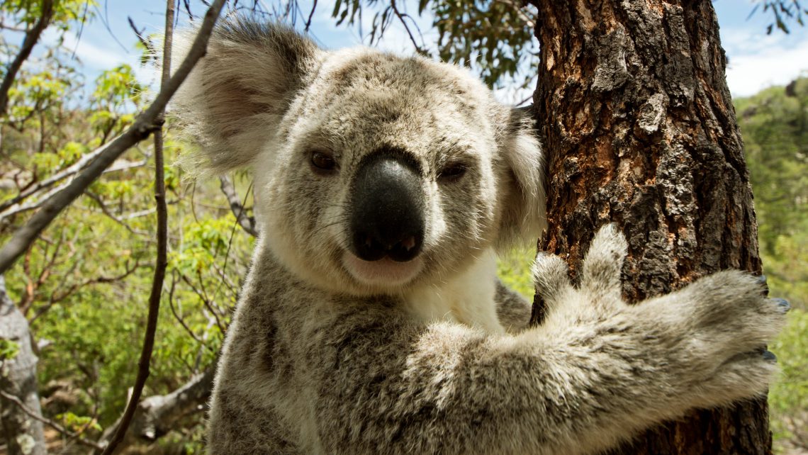 Malgré la crise, pas de coup de bambou pour Koala !