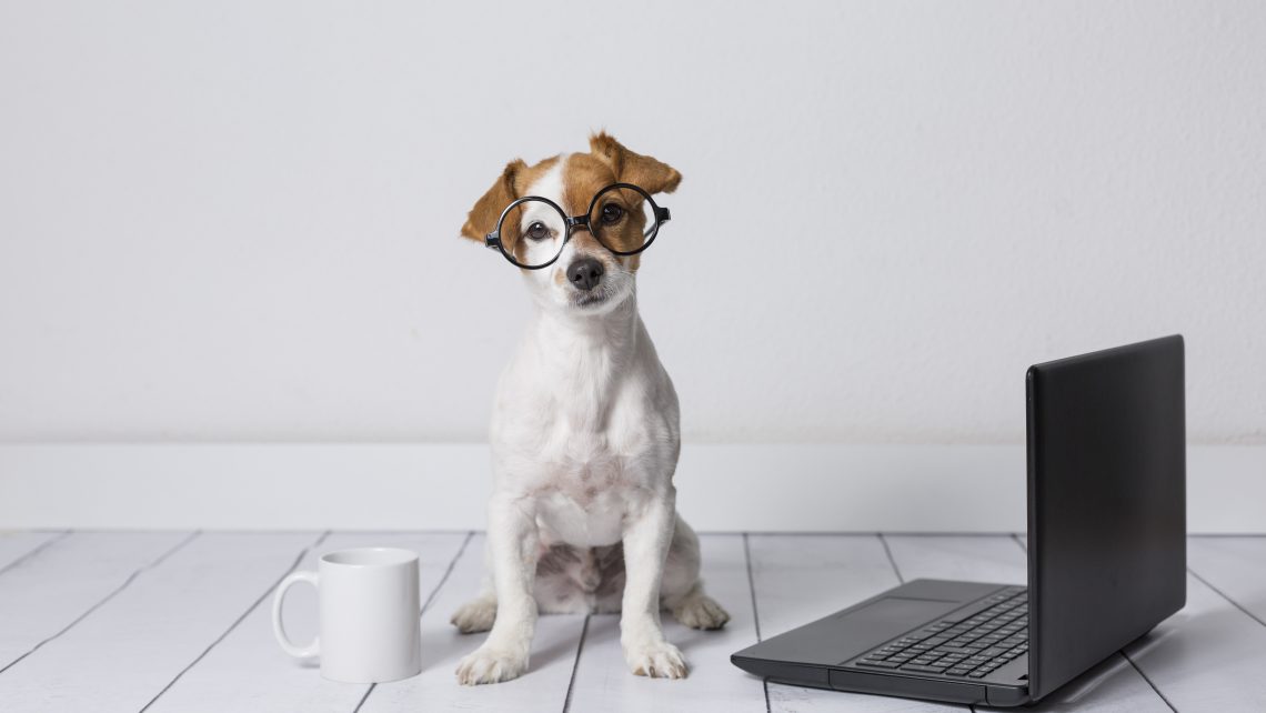 Kozoo et Esprit Dog : le digital au service des animaux de compagnie