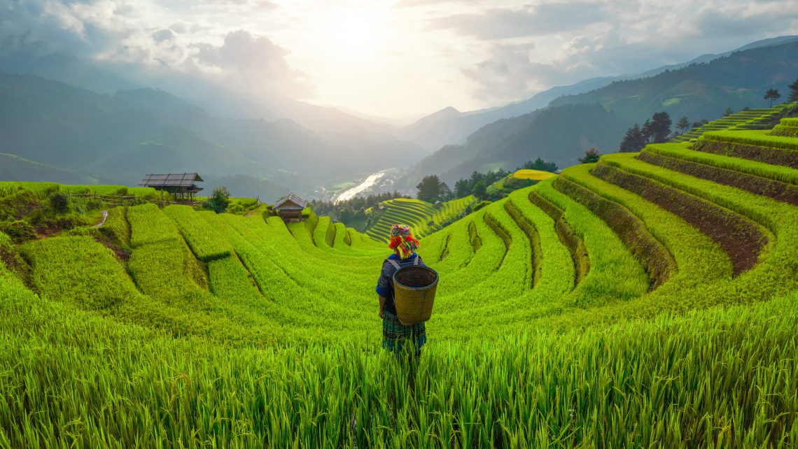 Igloo lance une assurance paramétrique pour les agriculteurs au Vietnam