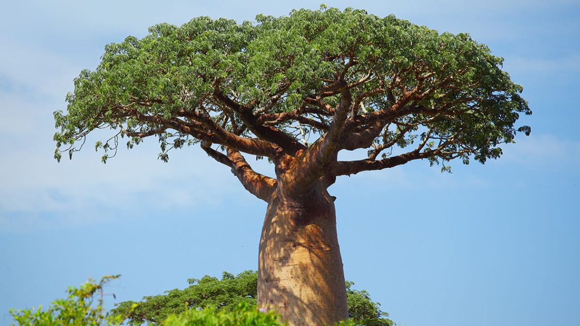 Baobab prend de l'épaisseur avec une nouvelle levée de 5M€